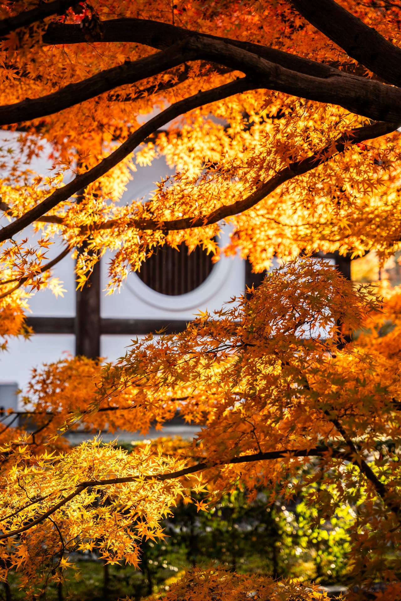 Jardín japonés con hojas de arce en otoño durante el momiji