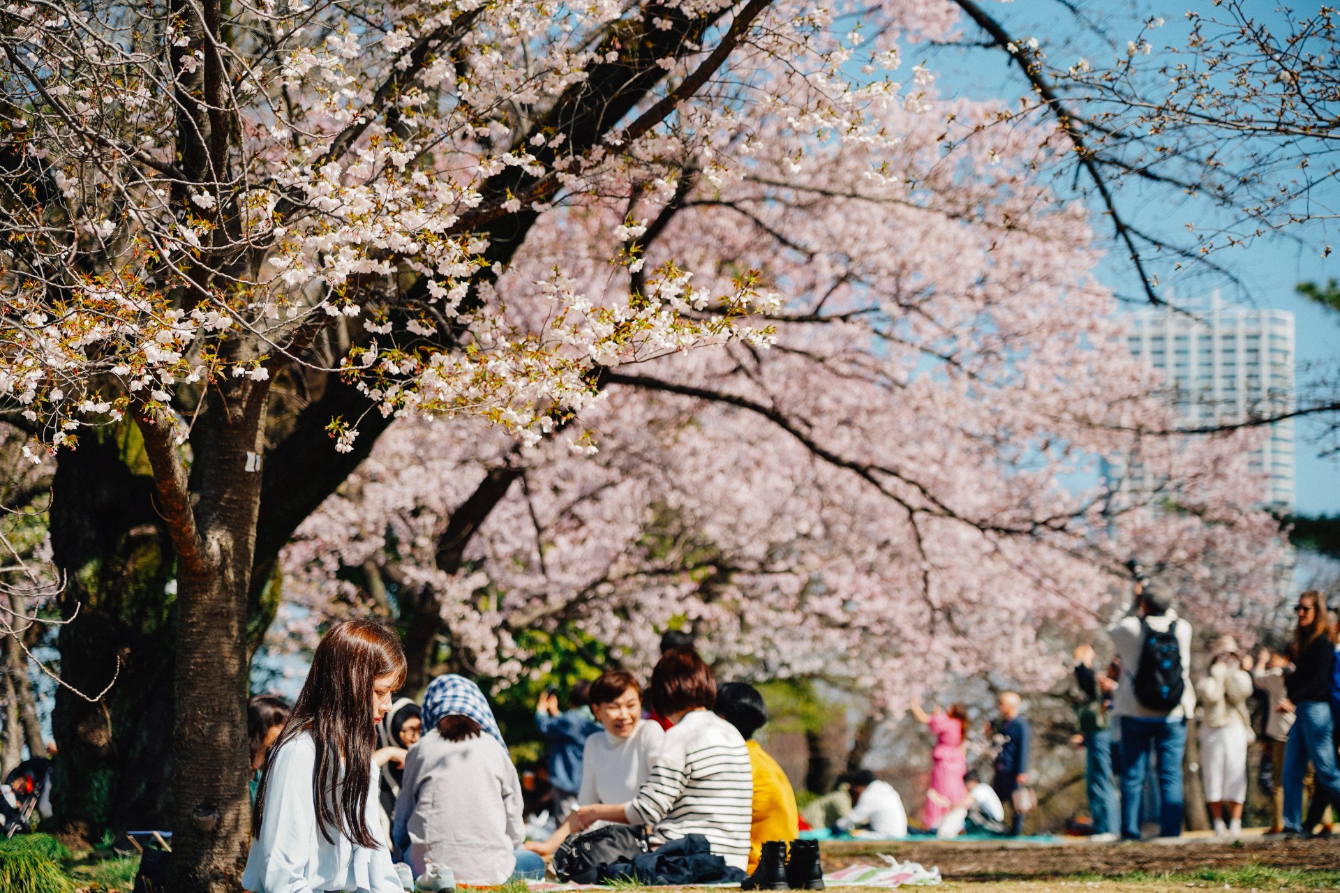 Un grupo de personas disfrutan del hanami