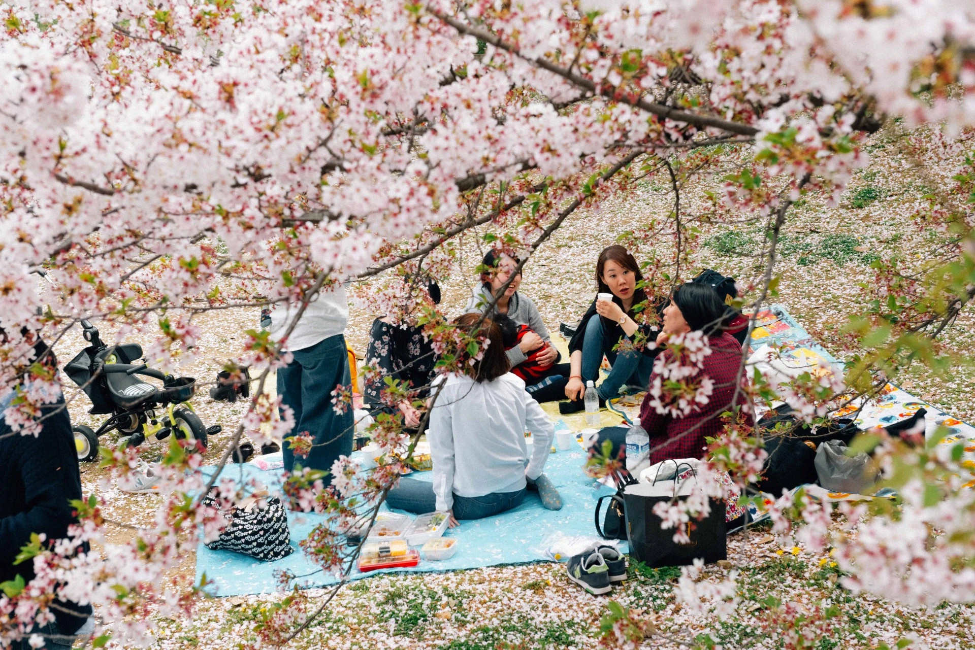 Un grupo de personas disfrutando de un picnic bajo los cerezos