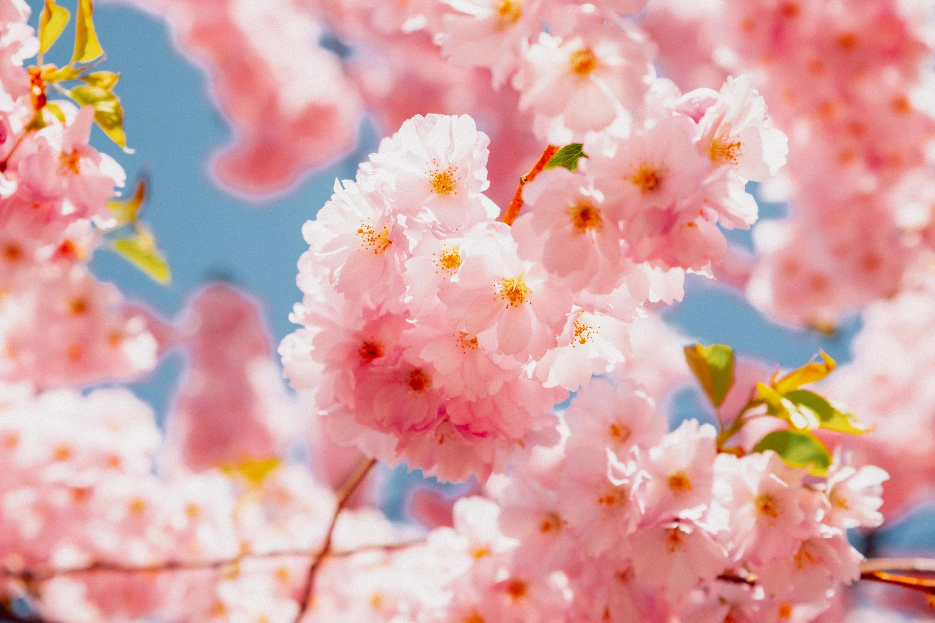 Detalle de la flor del cerezo