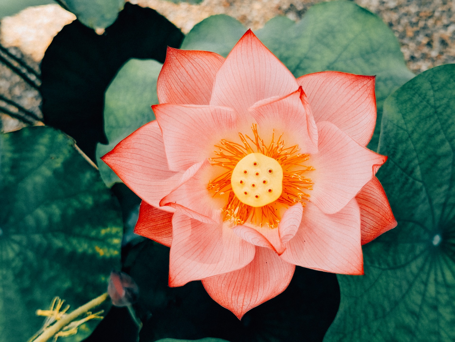 Flor de loto rosa floreciendo en verano