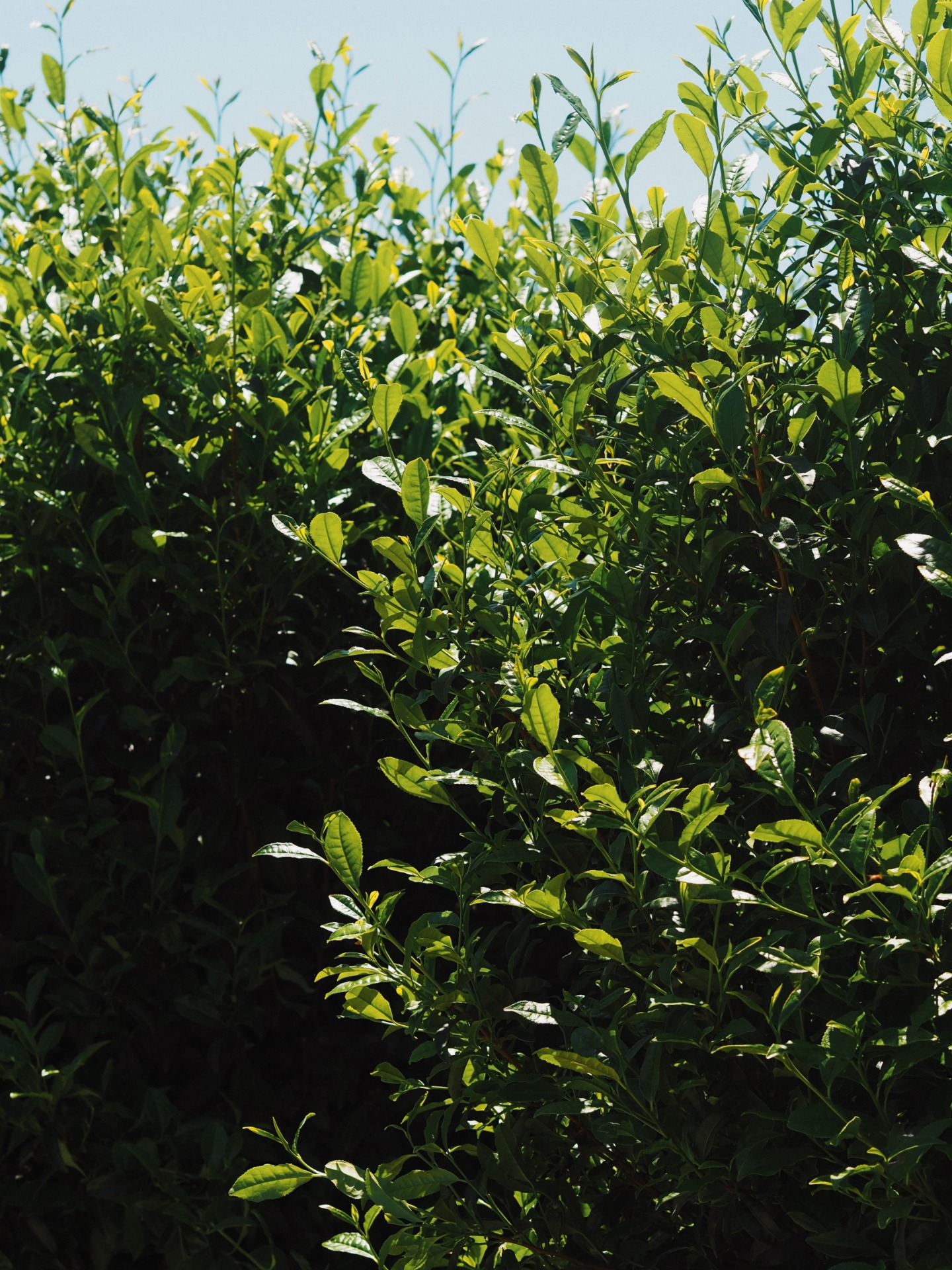 Hojas de té verde de alta calidad cultivadas en Uji