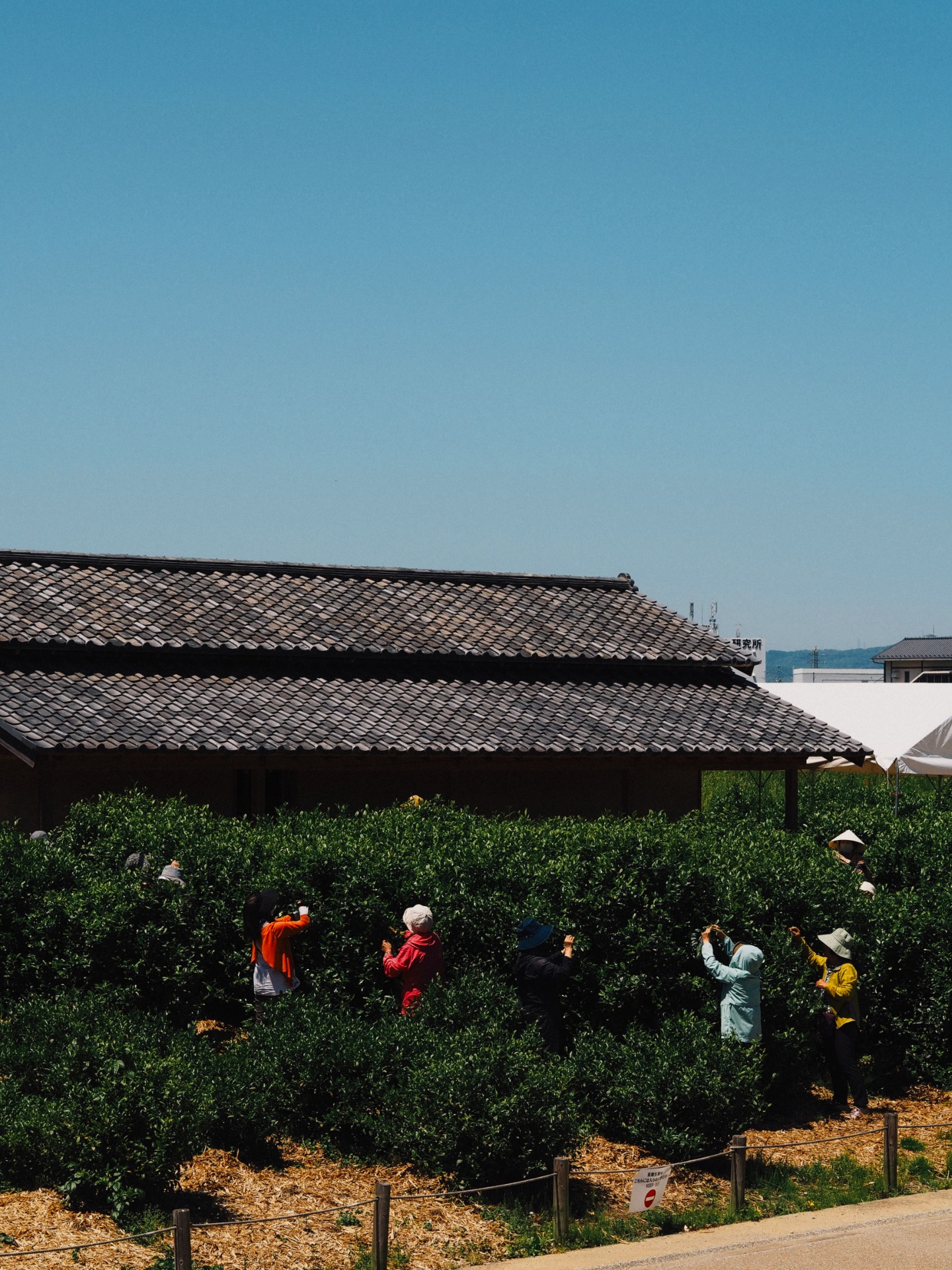 Recolección tradicional en una plantación de té verde en Uji