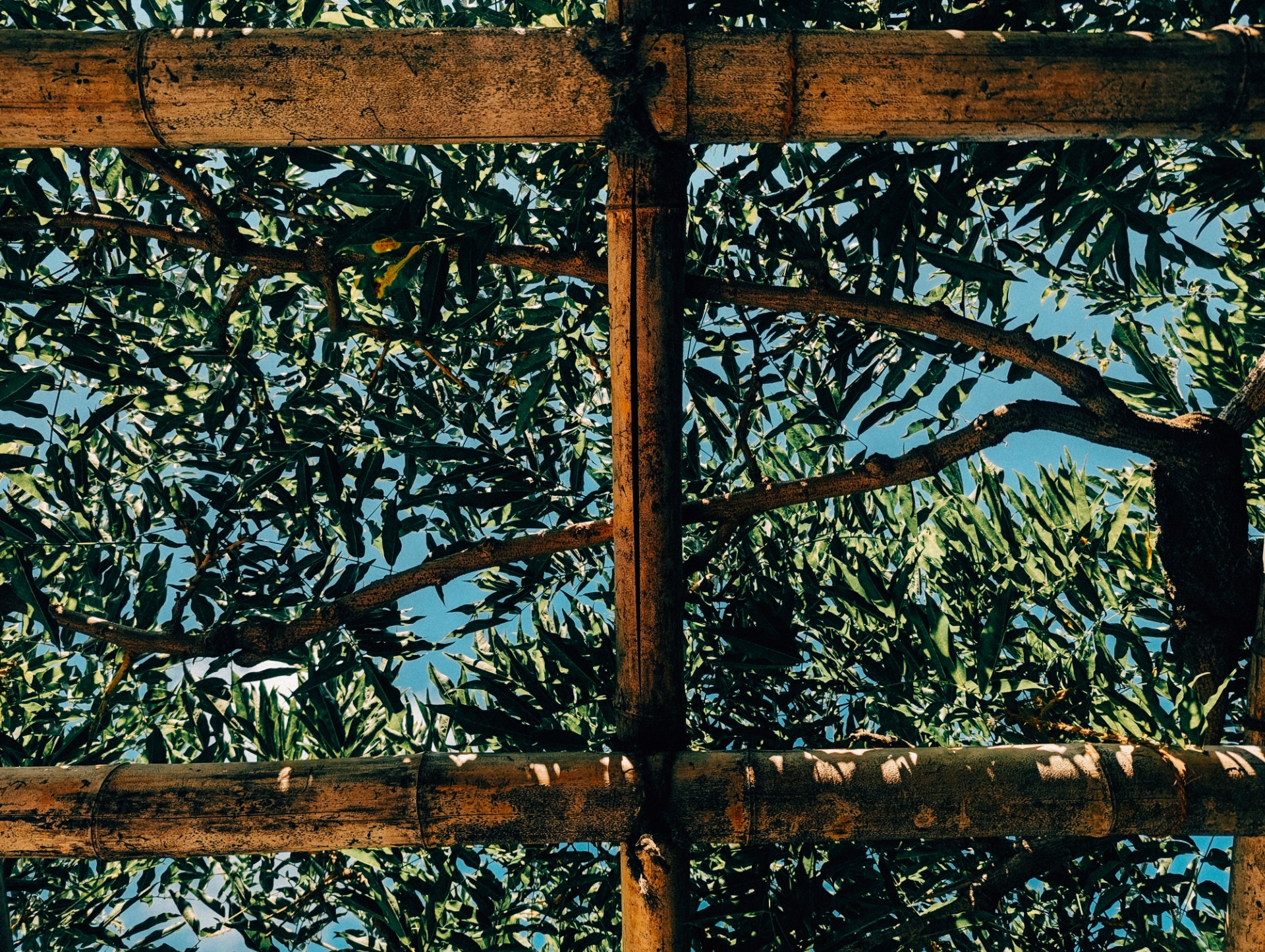 Estructura de bambú utilizada en los campos de Uji para el cultivo bajo sombra