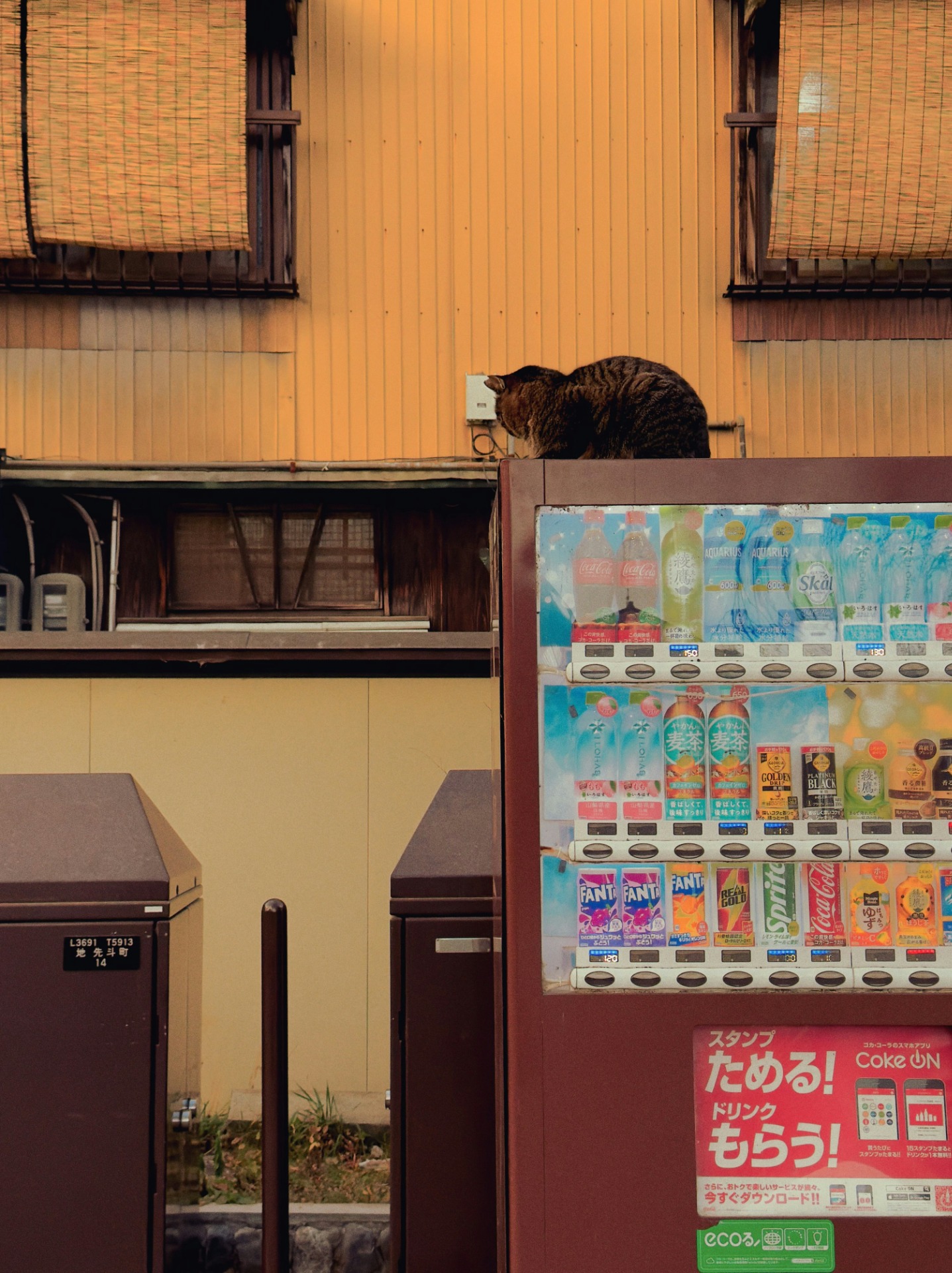 Un gato descansa sobre una maquina expendedora en Japón