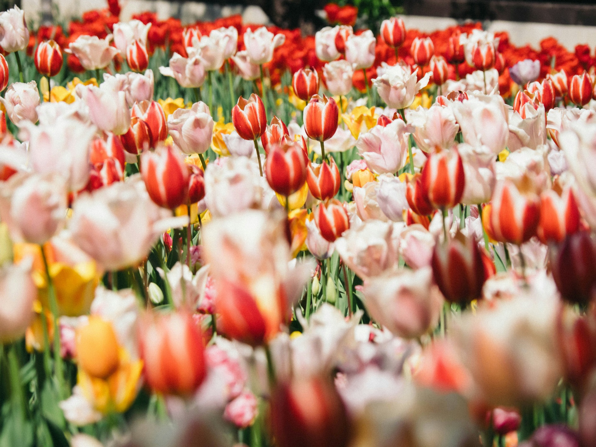 El verano es buena época para ver flores en Hokkaido