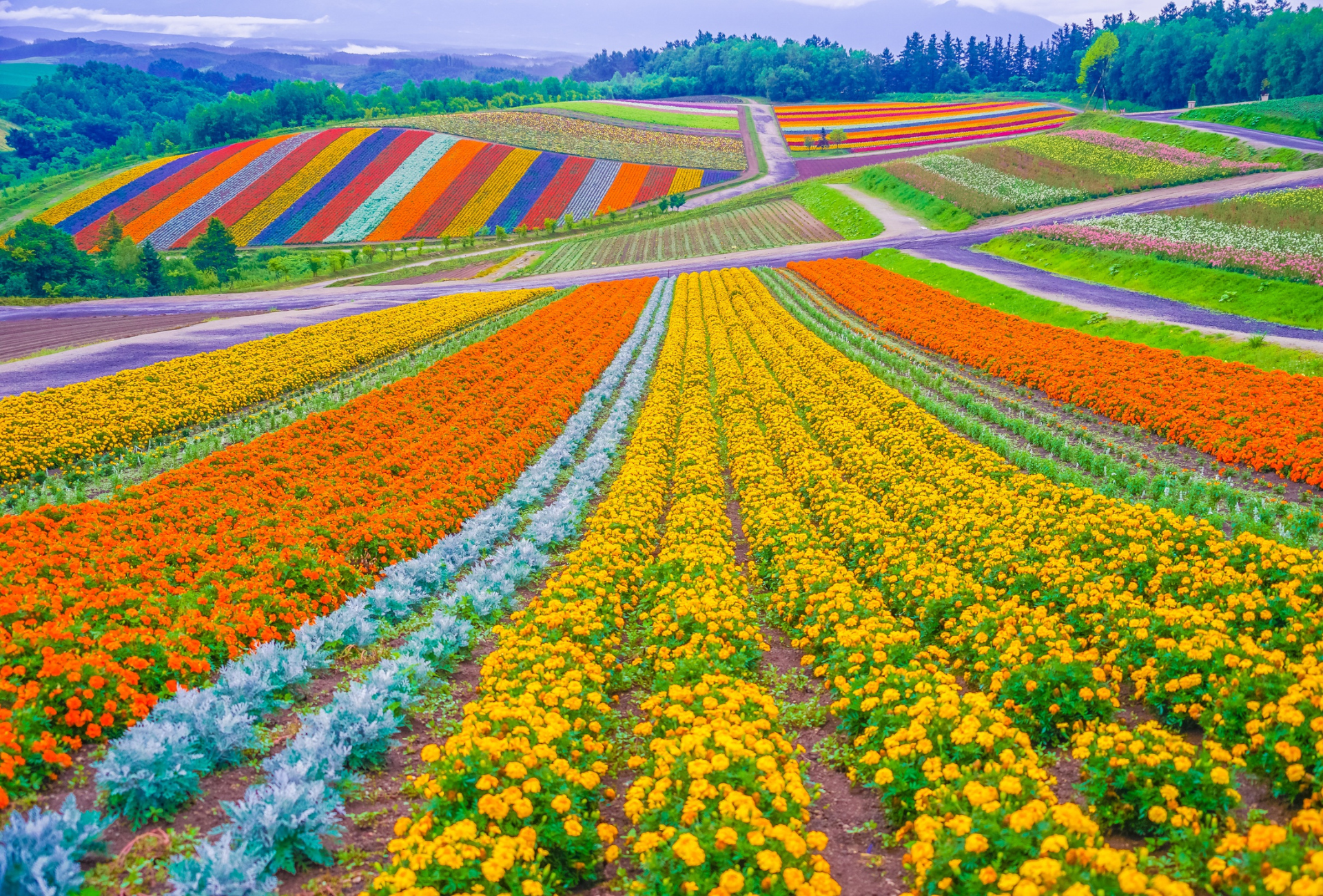 Los icónicos campos de Hokkaido en flor