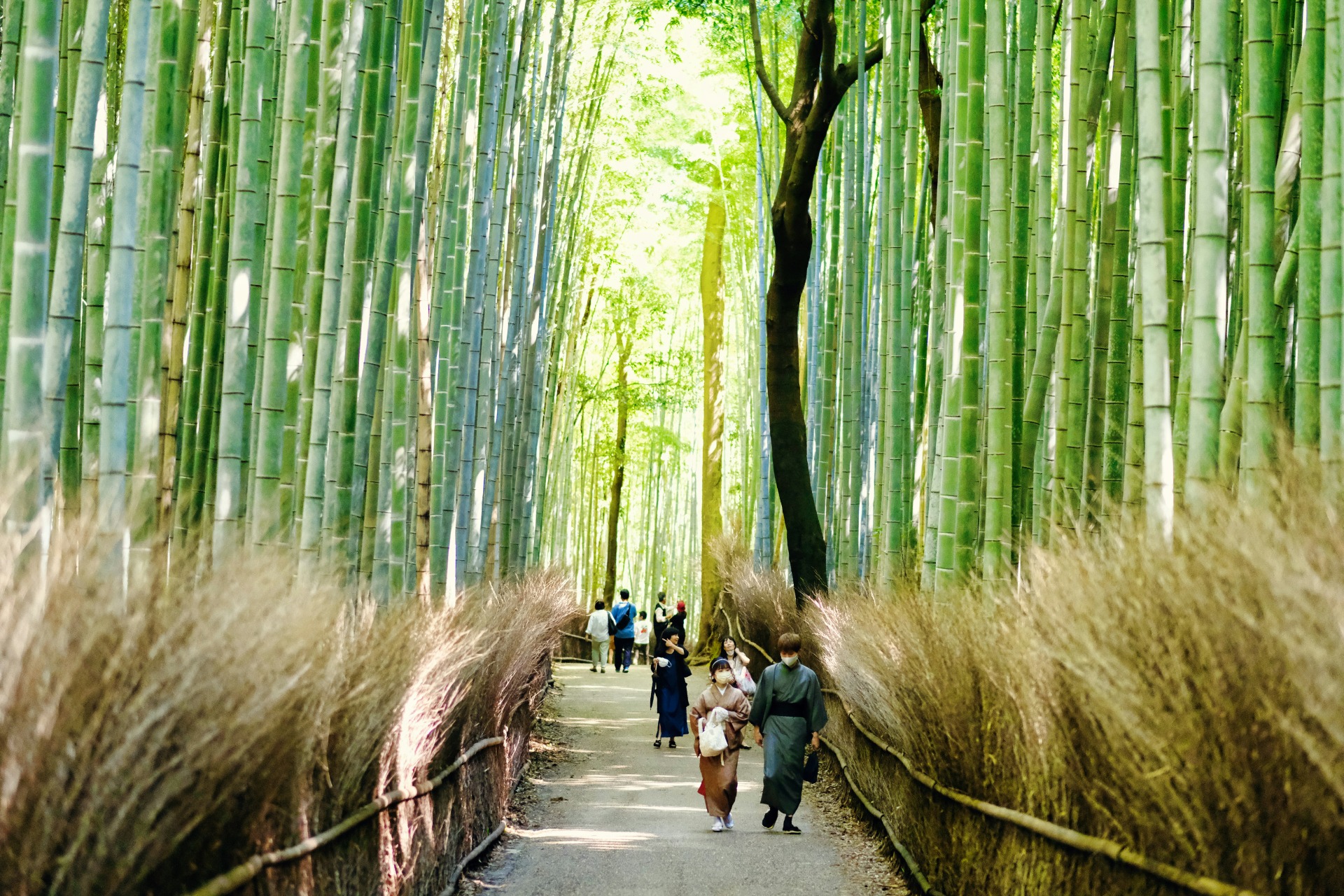 Bosque de bambú de Arashiyama
