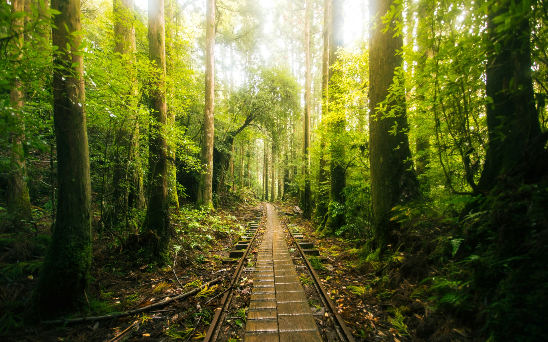 Paisaje en Yakushima