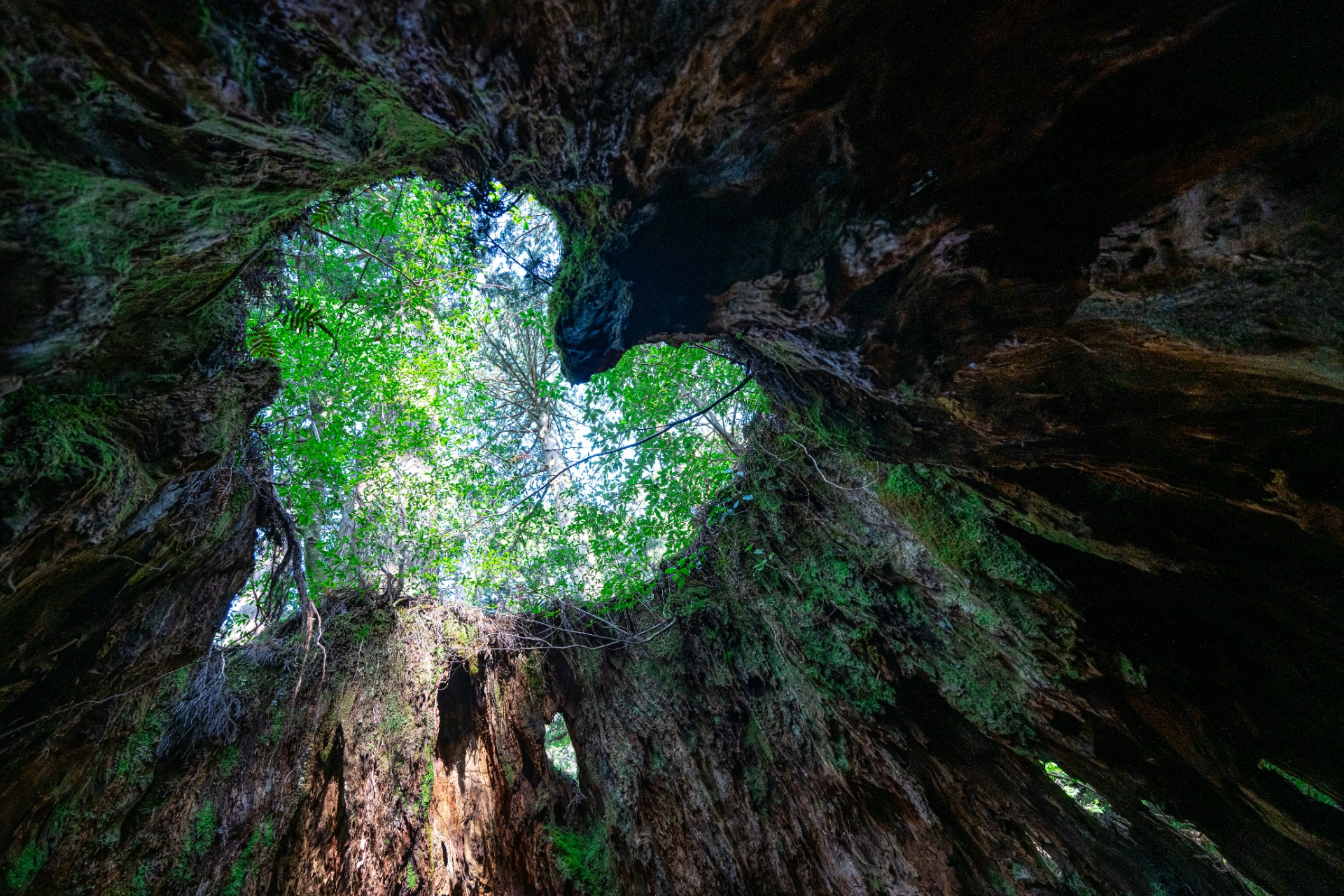 Detalle del bosque de Yakushima