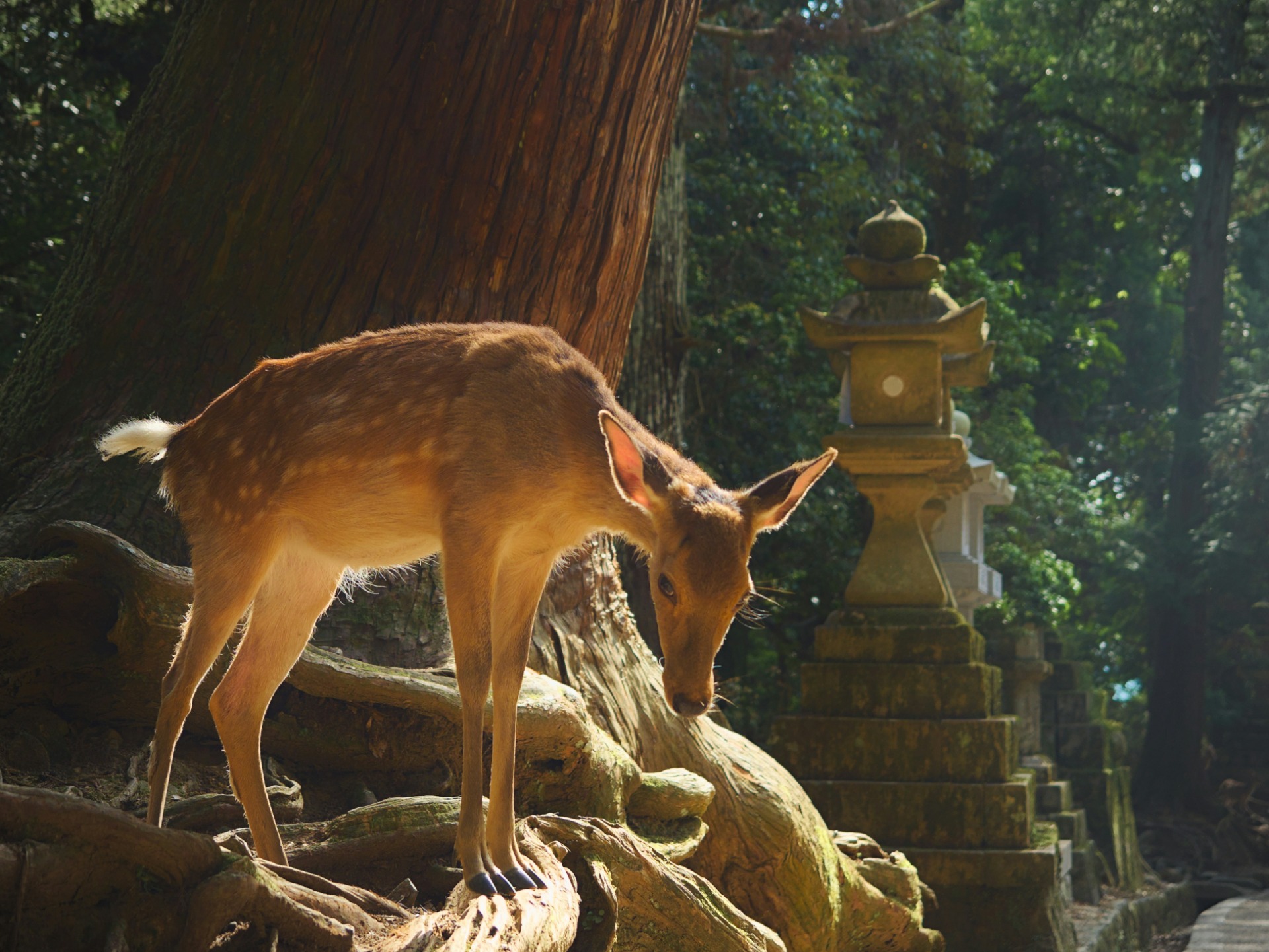 Un ciervo en el parque de Nara