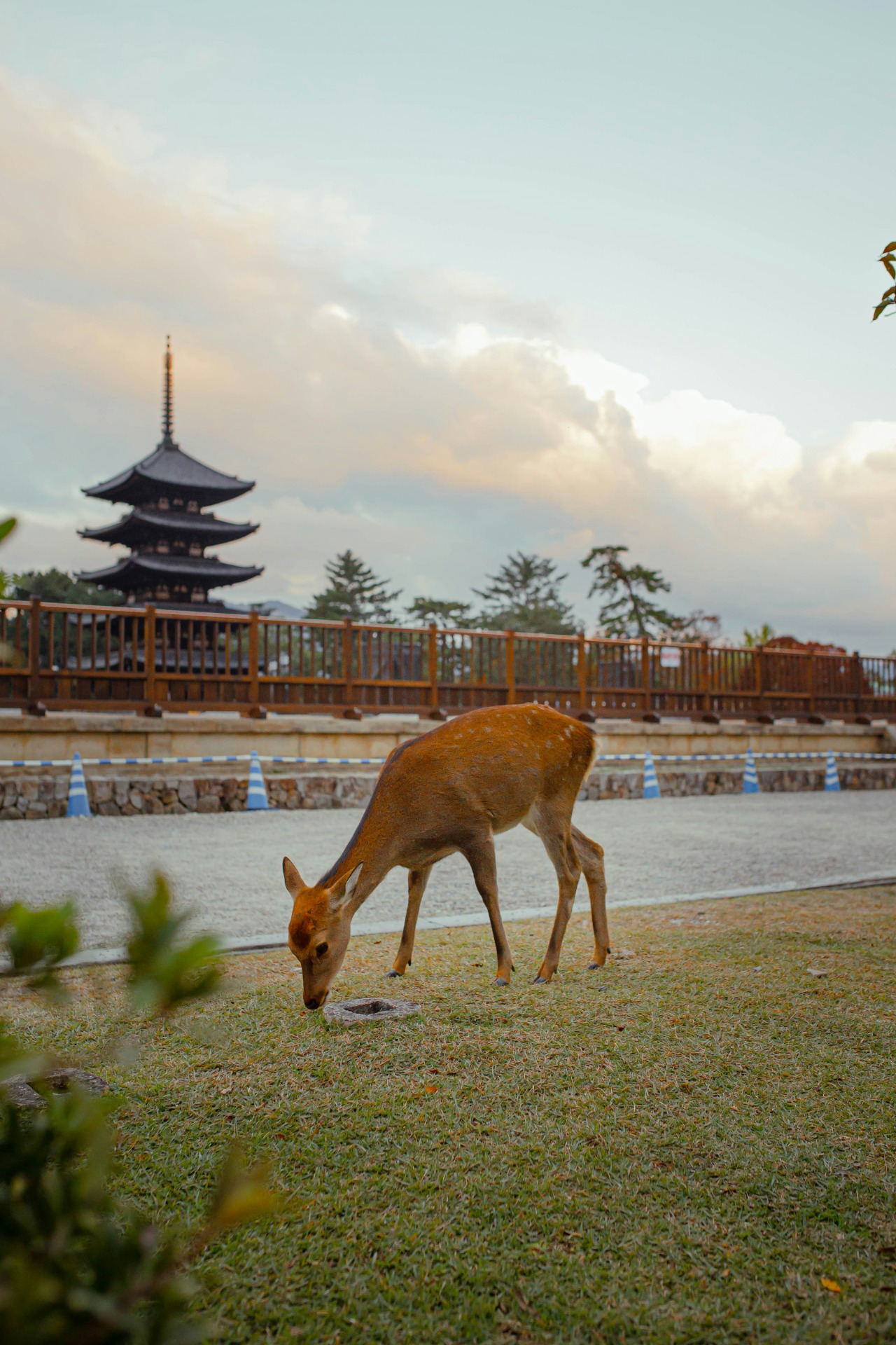 Un ciervo con la pagoda del Kofuku-ji al fondo