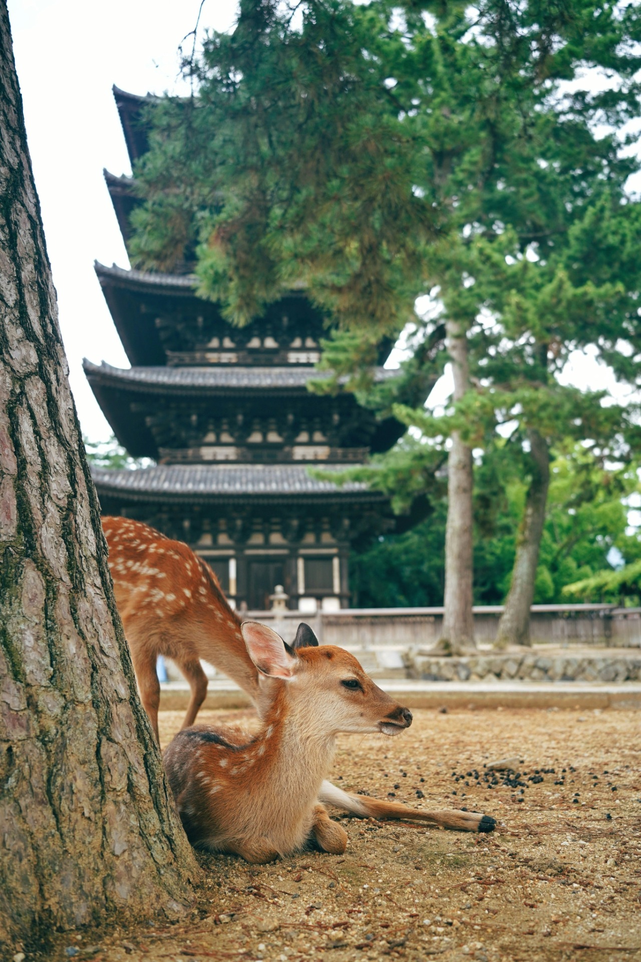 Unos ciervos con la pagoda del Kofuku-ji