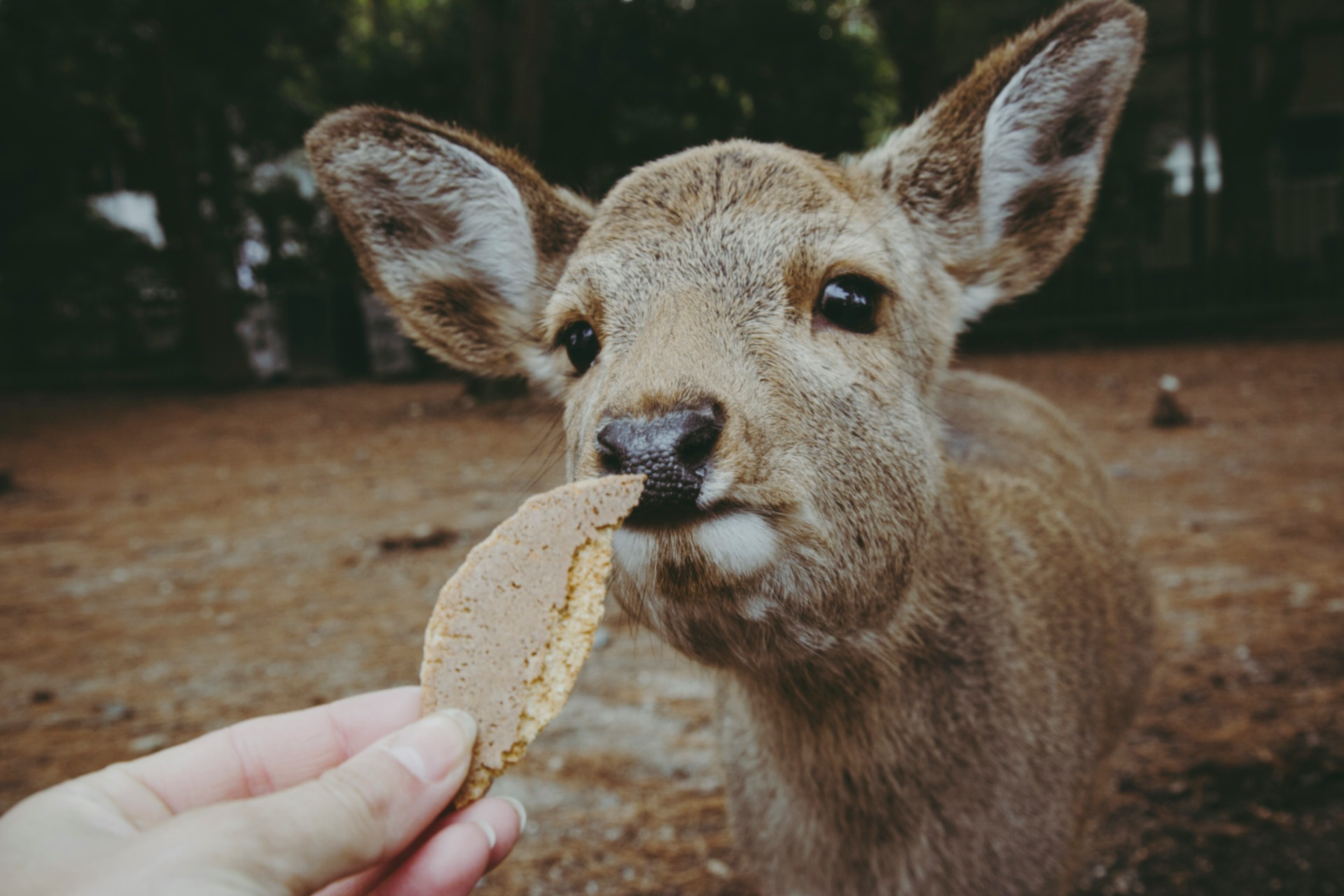 Un visitante dándole una galleta a un ciervo de Nara