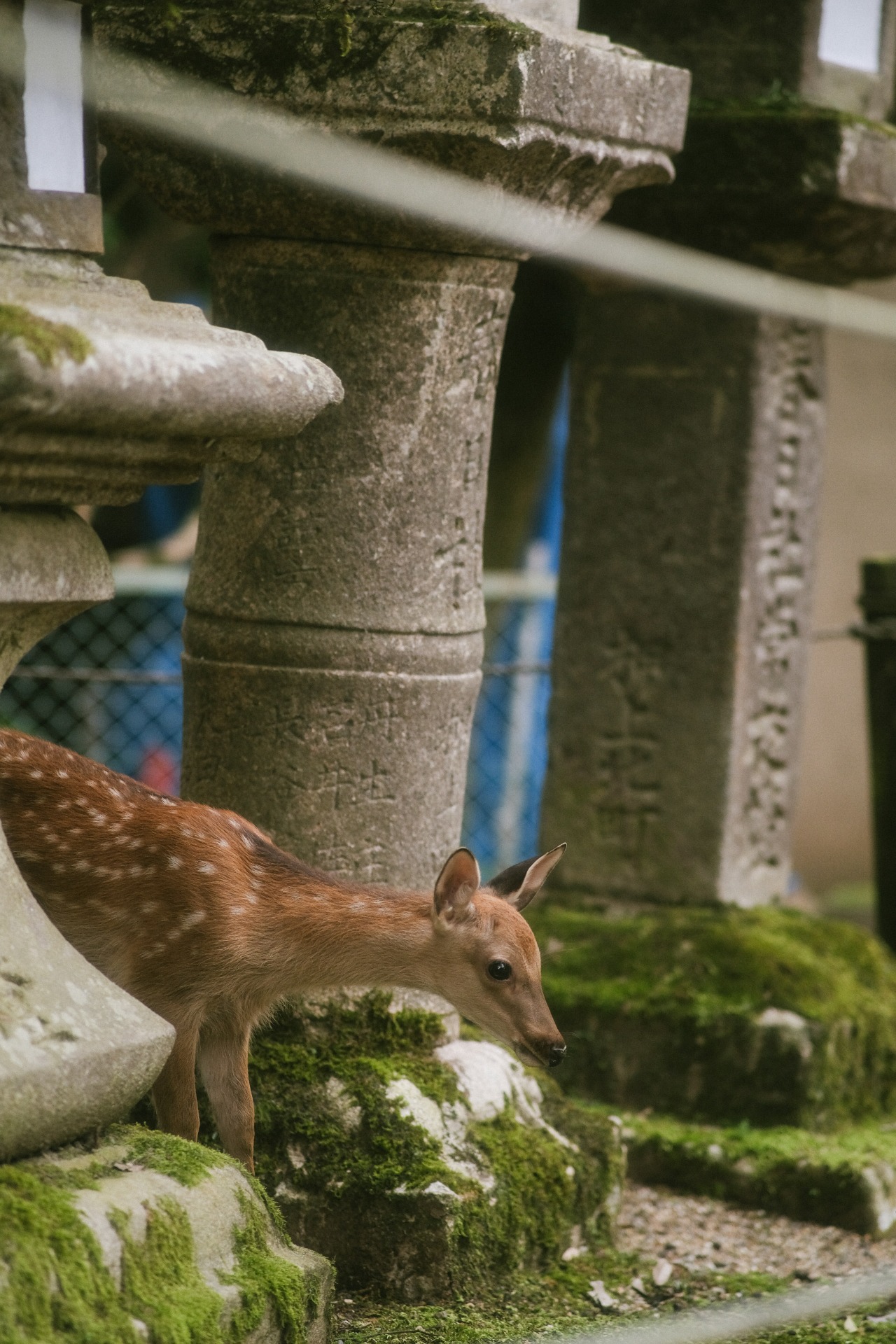 Un pequeño ciervo en Nara