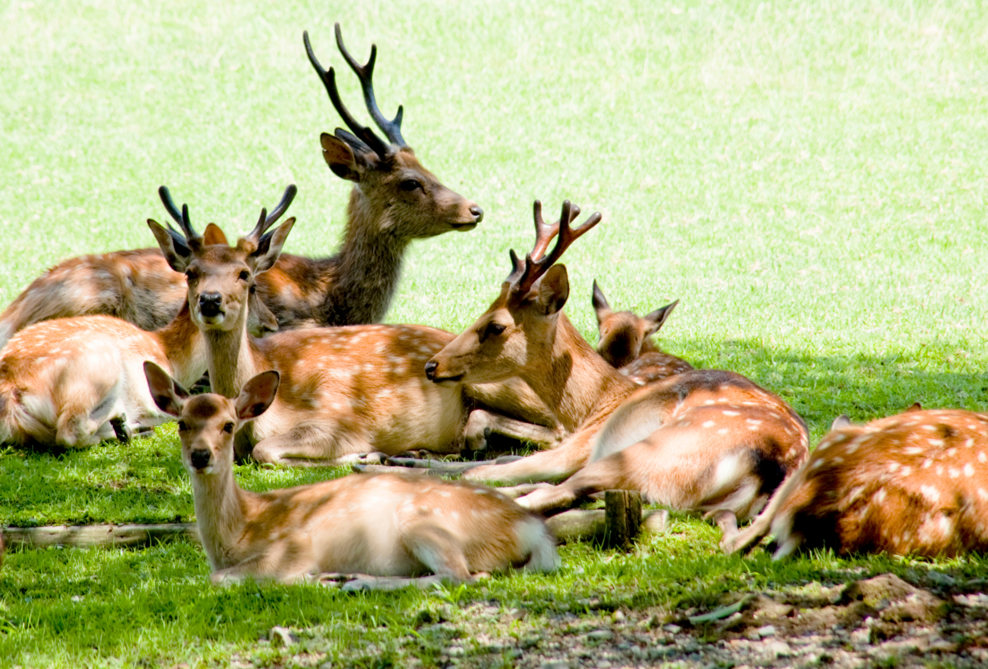 Ciervos en el parque de Nara