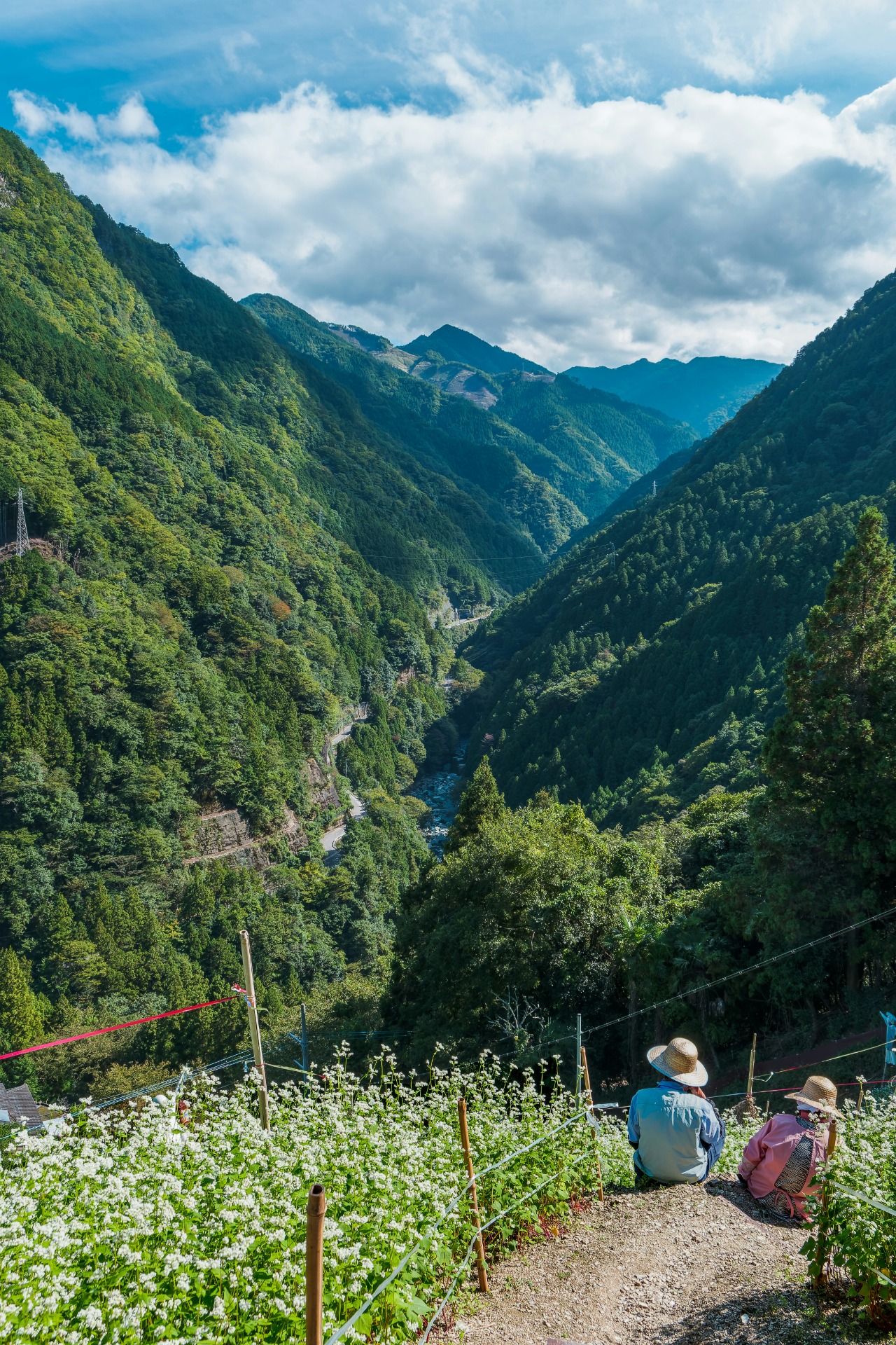 Imagen del valle de Iya en Tokushima