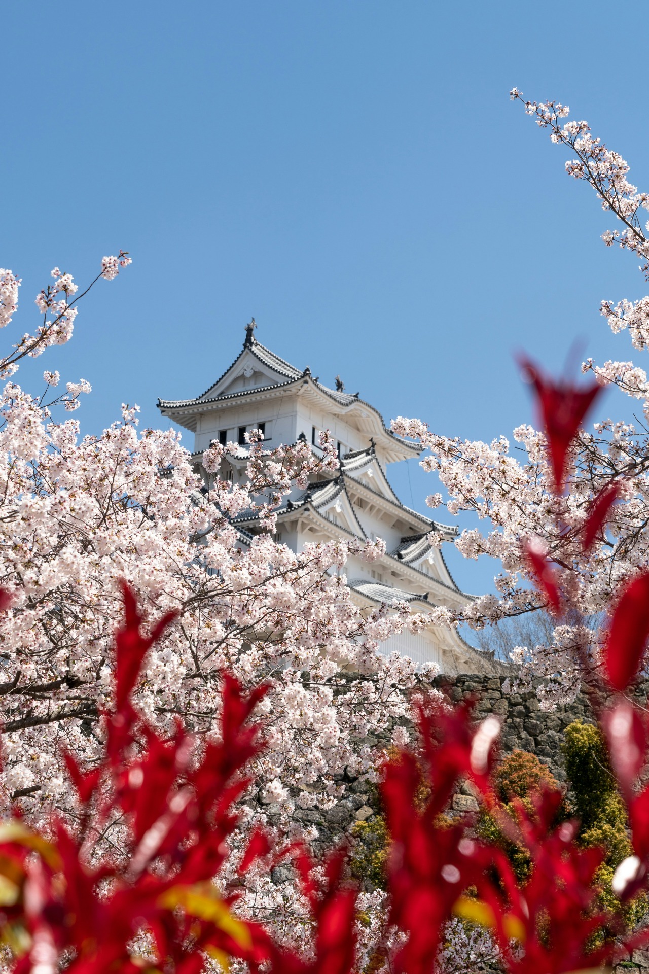 Detalle del castillo de Himeji con los cerezos en flor
