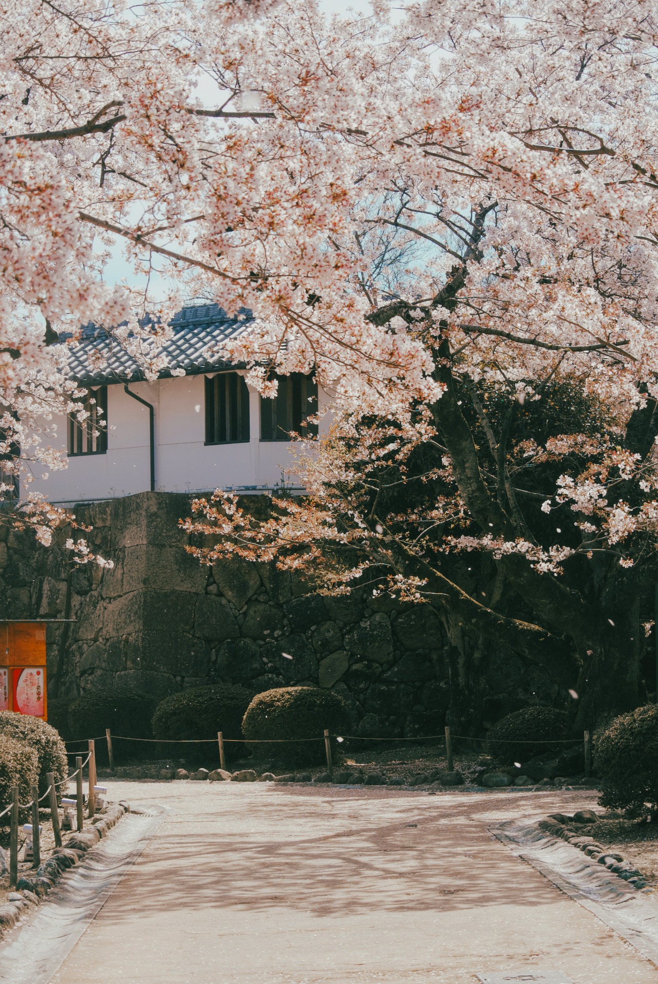 Zona del castillo de Himeji durante el sakura