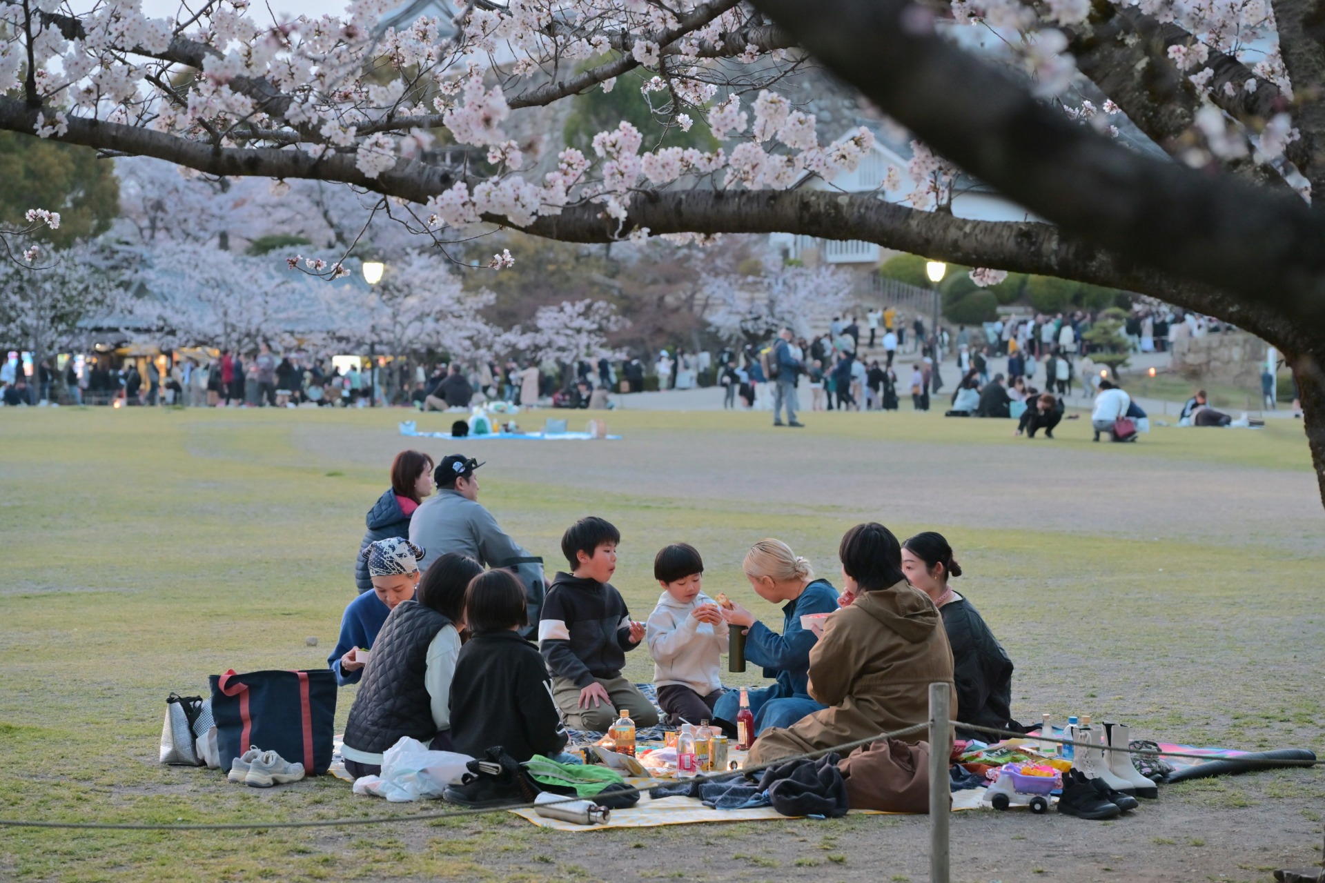 Una familia disfruta del hanami al anochecer cerca del castillo de Himeji
