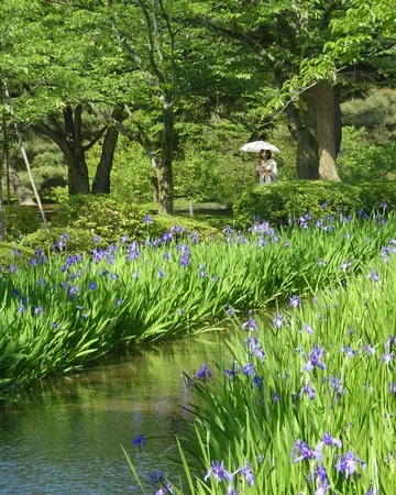 Arroyo con lirios en flor entre los árboles del jardín Kenroku-en, en Kanazawa
