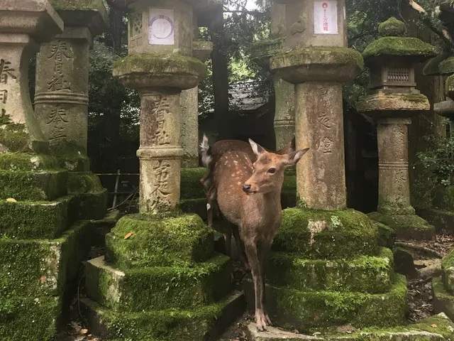 Ciervo entre las linternas de piedra cubiertas de musgo del santuario Kasuga Taisha, en Nara