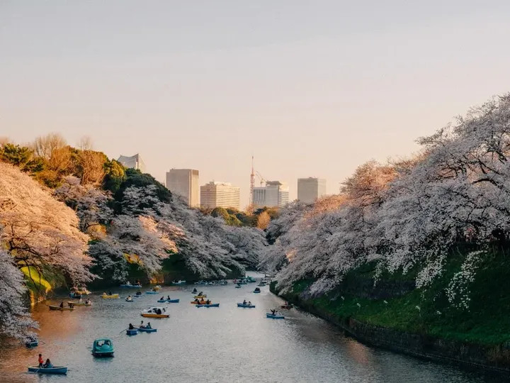 Barcas entre cerezos en Chidorigafuchi, Tokio